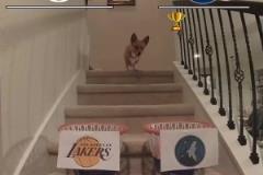 網(wǎng)紅柯基預(yù)測湖狼對決：狼拿下G1 湖人連下三城 最后G6拿下